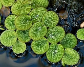 Salvinia minima - Mini water velvet