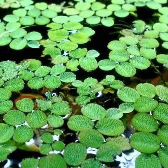 Salvinia minima - Mini water velvet