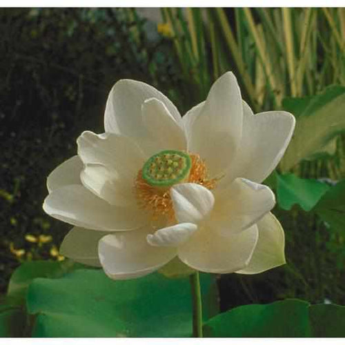 Exquisite Alba Grandiflora White Lotus (Bare Root)