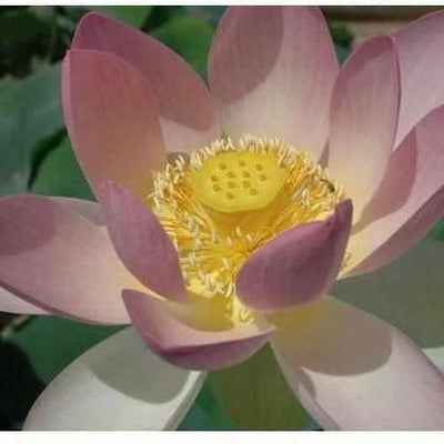 Classic Hindu Pink Lotus (Bare Root)
