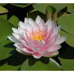 Dazzling 'Darwin' Double Pink Hardy Lily (Bare Root)