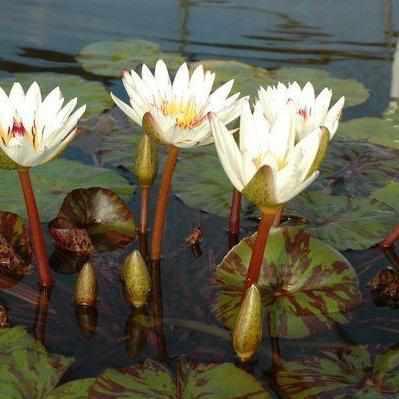 Stunning 'Innocence' Tropical Day-Blooming Lily (Bare Root)