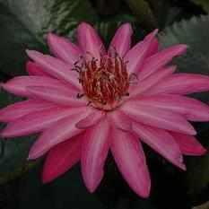 Magnificent 'Maroon Beauty' Night-Blooming Tropical Lily (Bare Root)