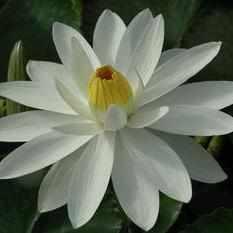 Luminous 'Trudy Slocum' Night-Blooming Tropical Lily (Bare Root)