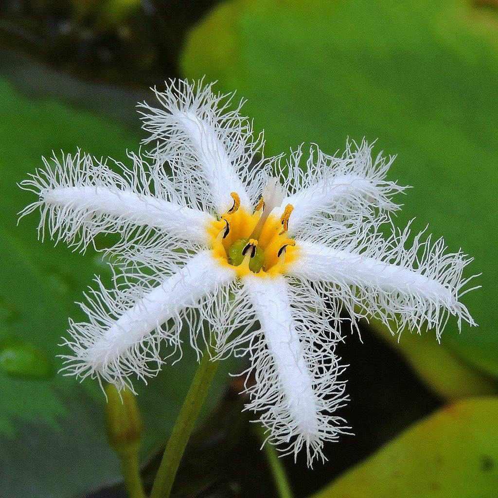 Nymphoides cristata - Variegated water snowflake