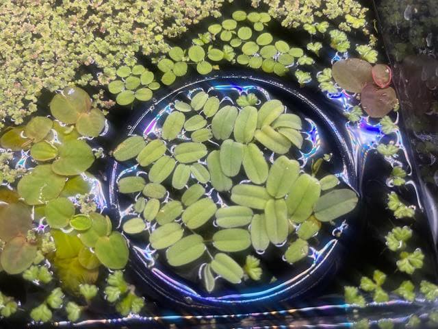 Salvinia oblongifolia - Oblong water velvet