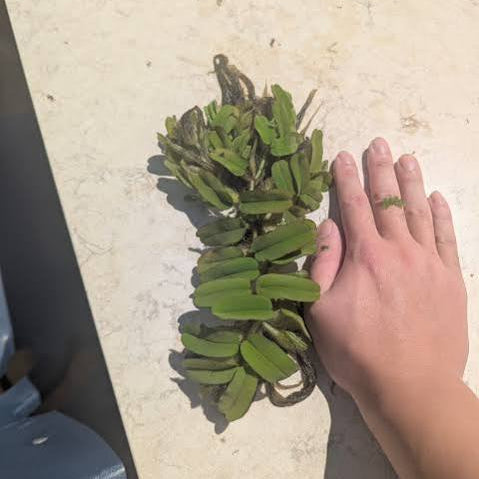 Salvinia oblongifolia - Oblong water velvet