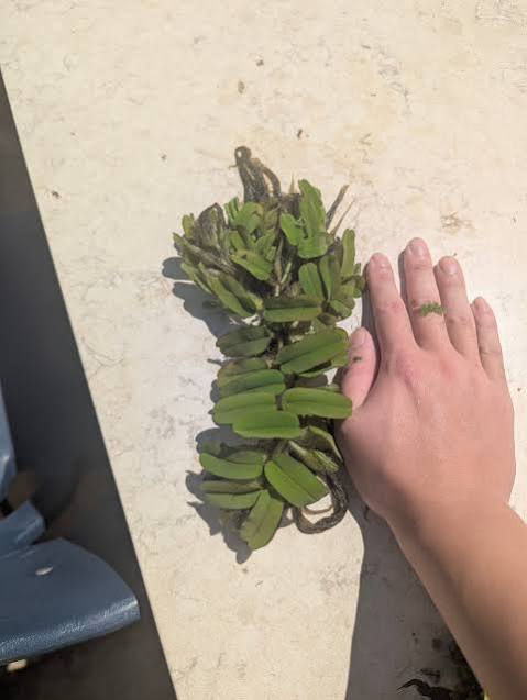 Salvinia oblongifolia - Oblong water velvet