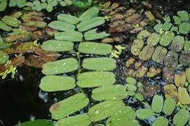 Salvinia oblongifolia - Oblong water velvet