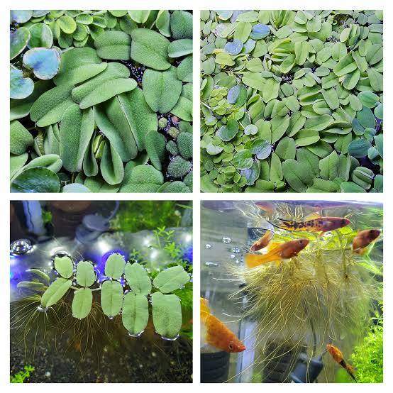 Salvinia oblongifolia - Oblong water velvet