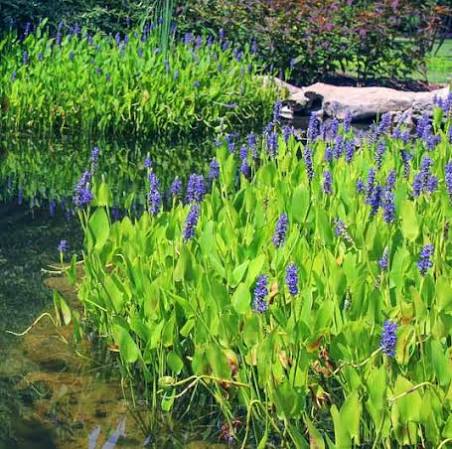 Pontederia cordata - Pickerel Rush