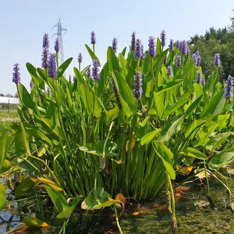 Pontederia cordata - Pickerel Rush