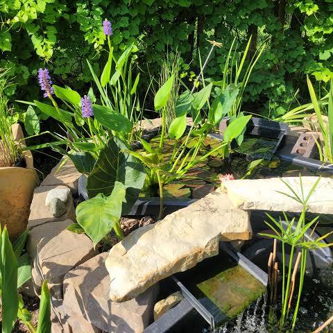 Pontederia cordata - Pickerel Rush