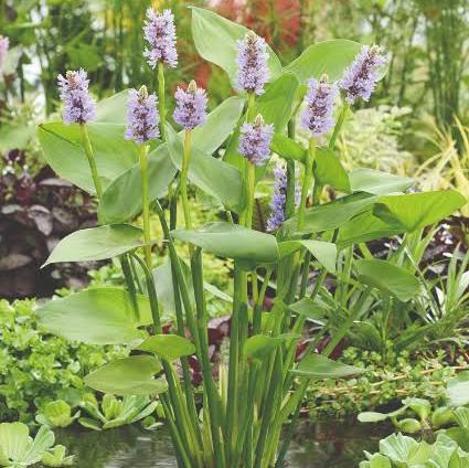 Pontederia cordata - Pickerel Rush