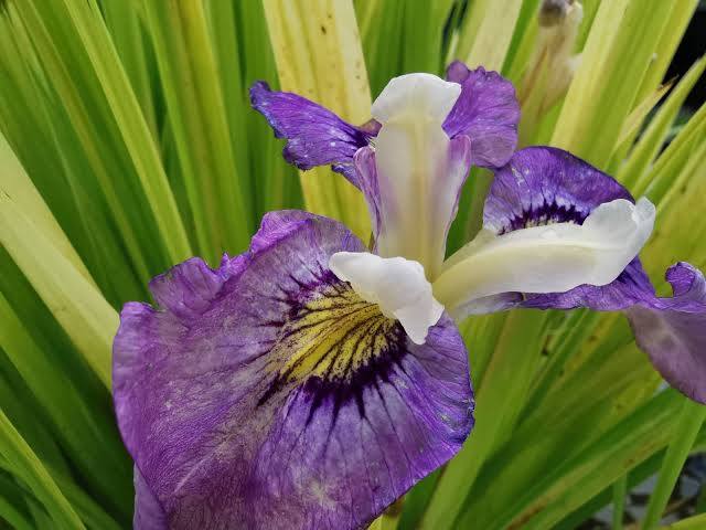 Iris pseudata - ‘Pixie Won’ Dwarf