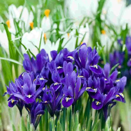 Iris pseudata - ‘Pixie Won’ Dwarf
