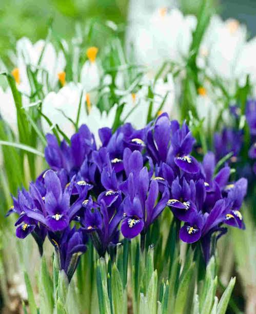 Iris pseudata - ‘Pixie Won’ Dwarf