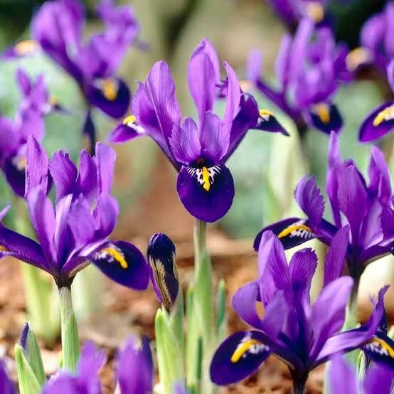 Iris pseudata - ‘Pixie Won’ Dwarf