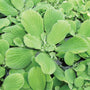 Water Lettuce