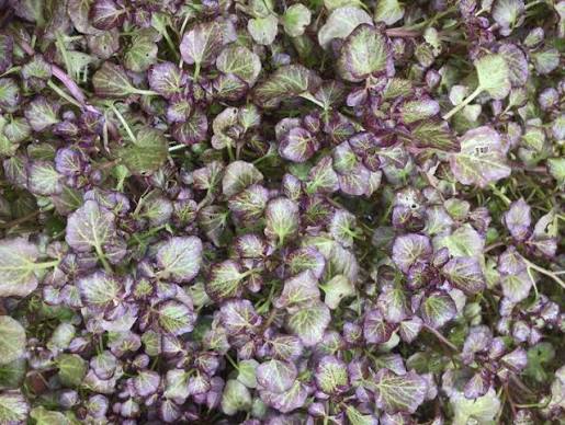 Nasturtium officinale ‘Purple’ Watercress
