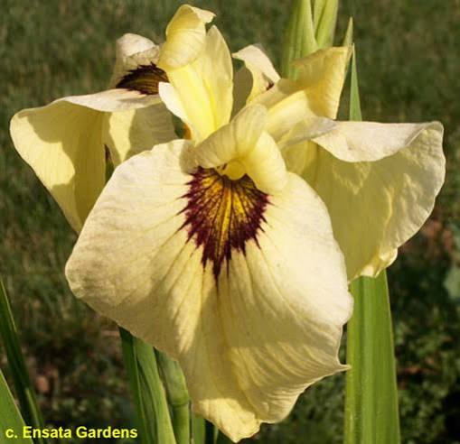 Iris pseudata - ‘Ryugan’