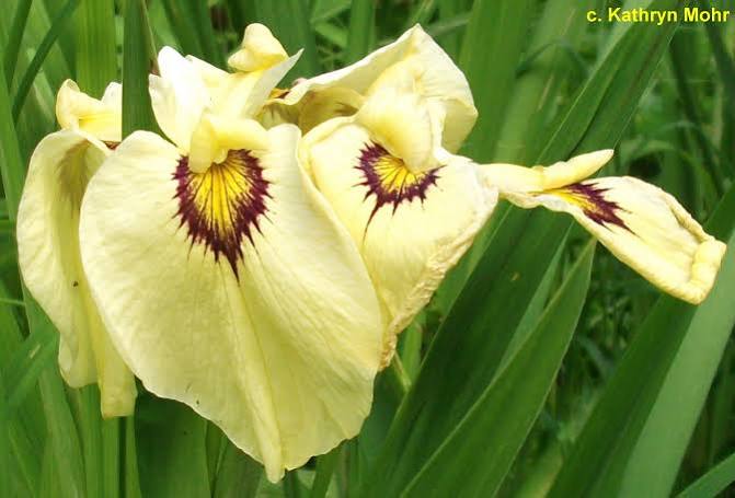 Iris pseudata - ‘Ryugan’