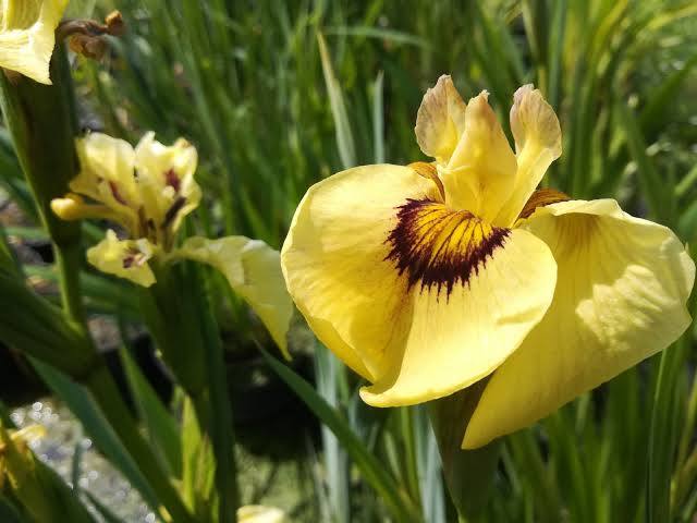 Iris pseudata - ‘Ryugan’