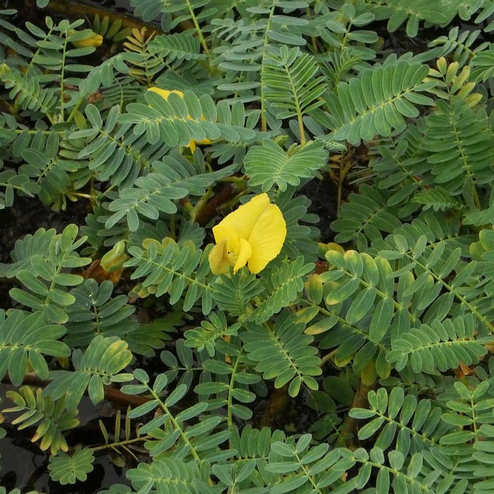 Giant Sensitive Plant