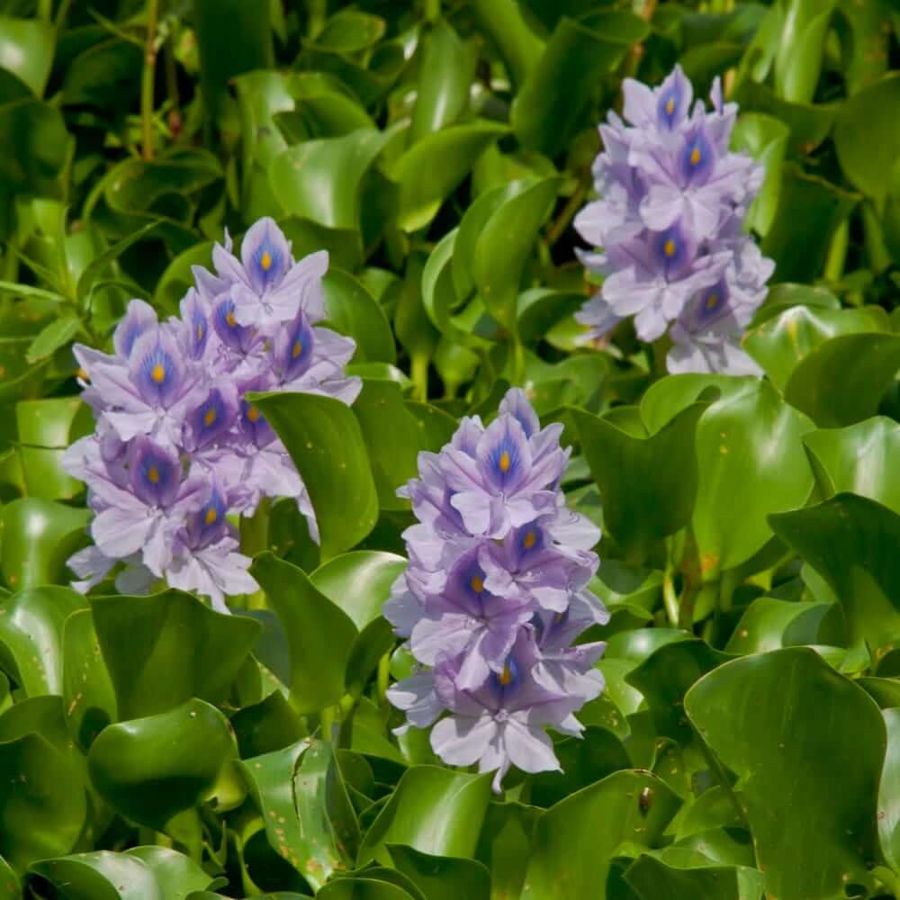 Water Hyacinth