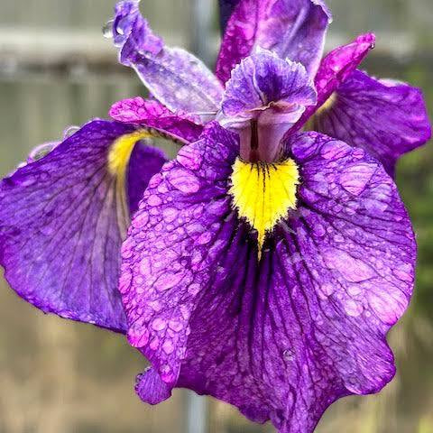 Iris pseudata - ‘Shiryukyo’