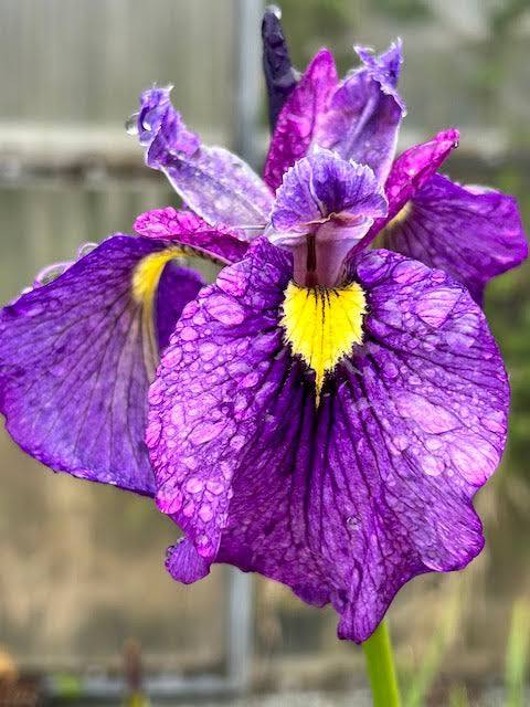 Iris pseudata - ‘Shiryukyo’