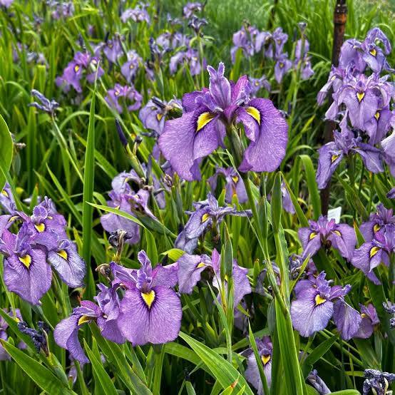 Iris pseudata - ‘Shiryukyo’