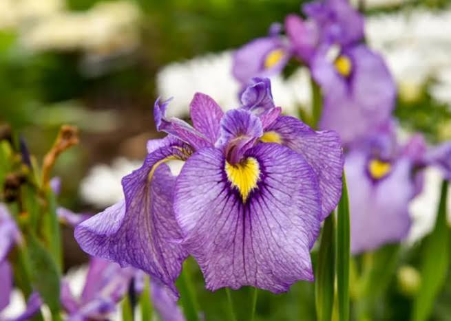 Iris pseudata - ‘Shiryukyo’