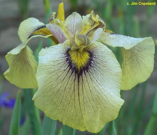 Iris pseudata - ‘Spicy Mustard’