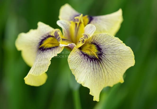 Iris pseudata - ‘Spicy Mustard’