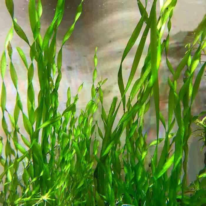 Charming Corkscrew Vallisneria (Bare Root)