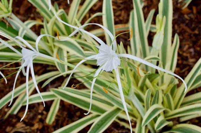 Hymenocallis caribaea - ‘Variegata’ Variegated  Caribbean Spider Lily