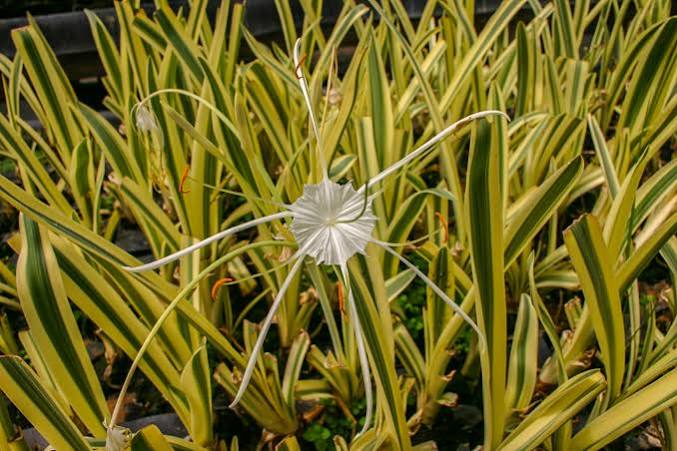 Hymenocallis caribaea - ‘Variegata’ Variegated  Caribbean Spider Lily