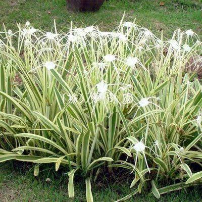 Hymenocallis caribaea - ‘Variegata’ Variegated  Caribbean Spider Lily