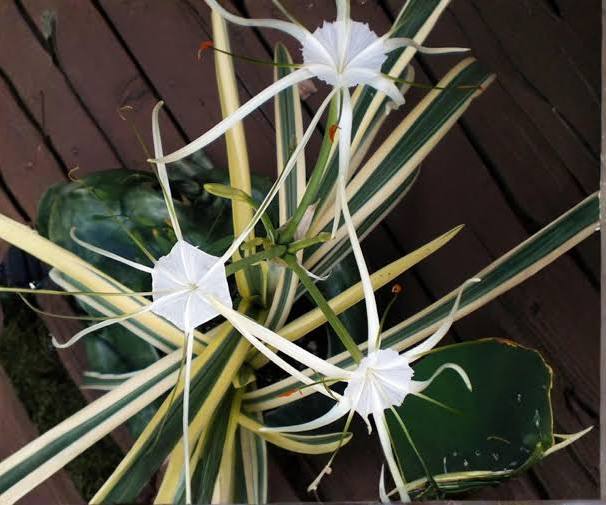 Hymenocallis caribaea - ‘Variegata’ Variegated  Caribbean Spider Lily