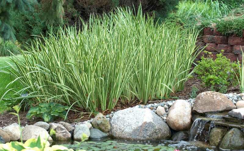 Acorus gramineus 'Variegatus' Dwarf Japanese Flag