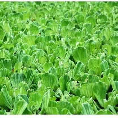 Popular Water Lettuce Floating Pond Plant (Pistia Stratiotes)