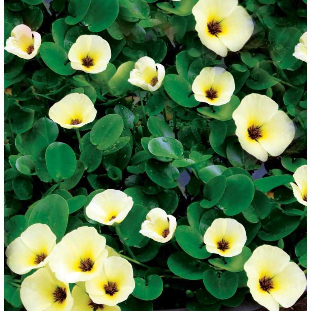 Charming Water Poppy (Hydrocleys Nymphoides - Bare Root)