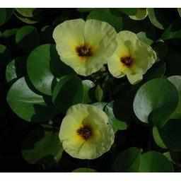 Charming Water Poppy (Hydrocleys Nymphoides - Bare Root)