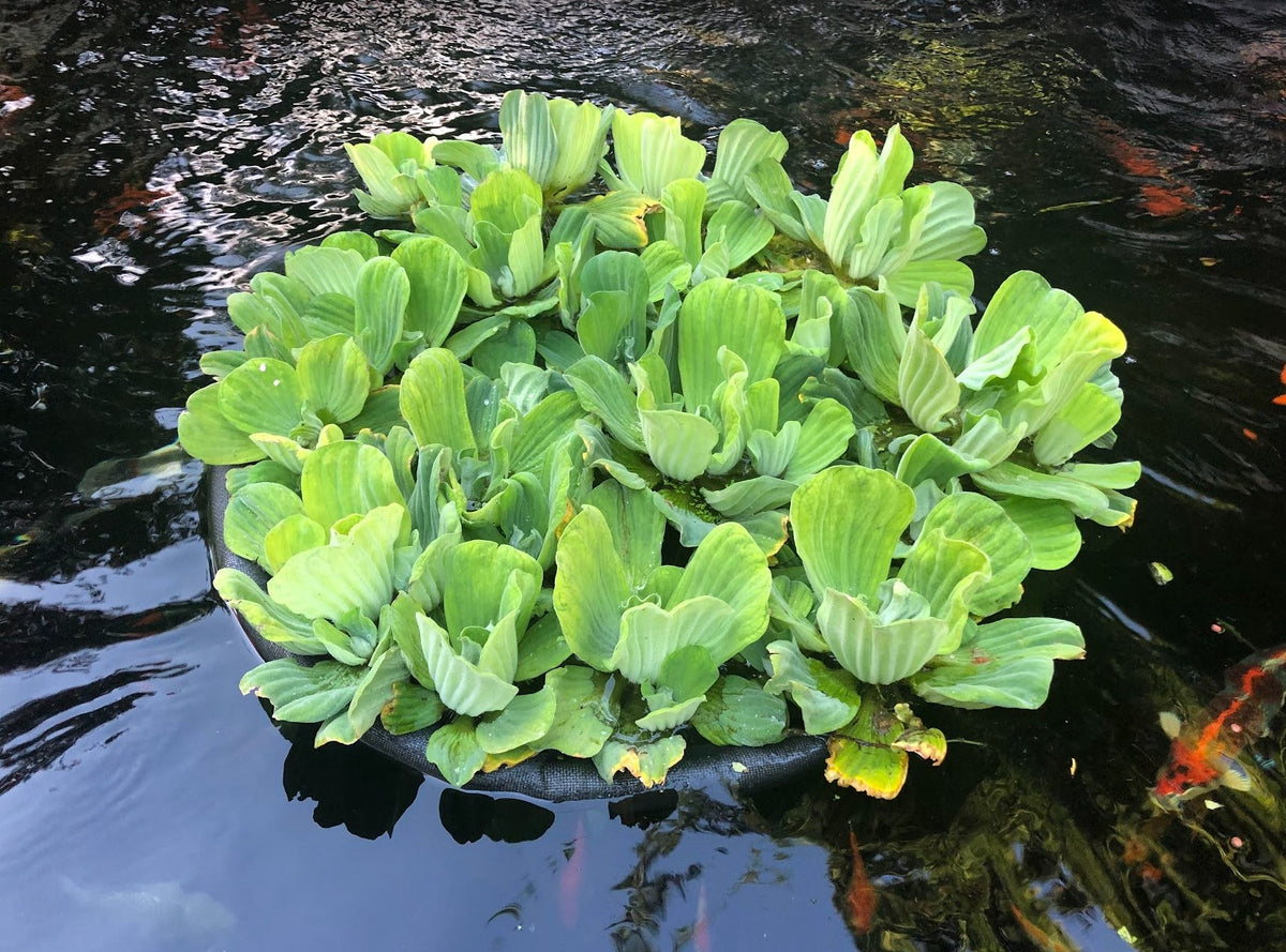 Popular Water Lettuce Floating Pond Plant (Pistia Stratiotes)