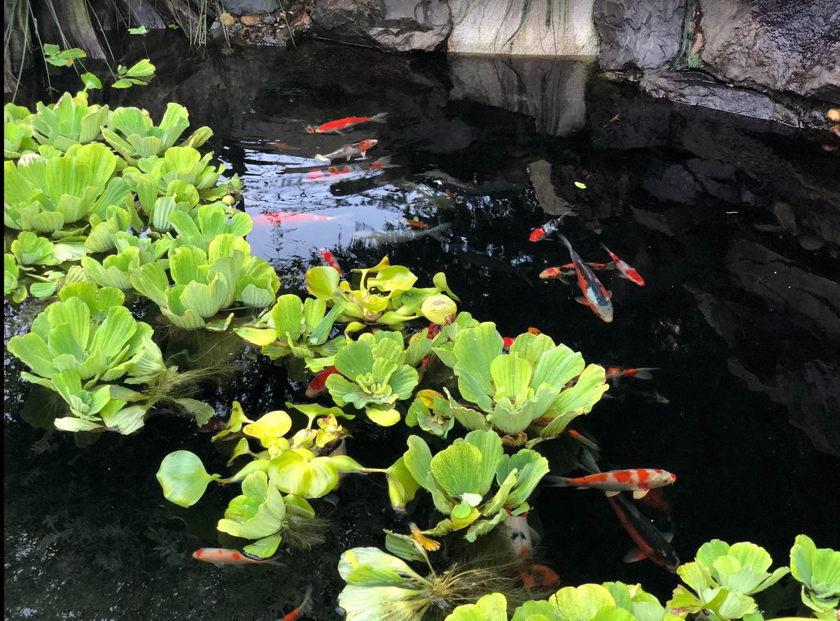 Popular Water Lettuce Floating Pond Plant (Pistia Stratiotes)