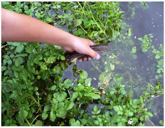 Nasturtium officinale - Watercress