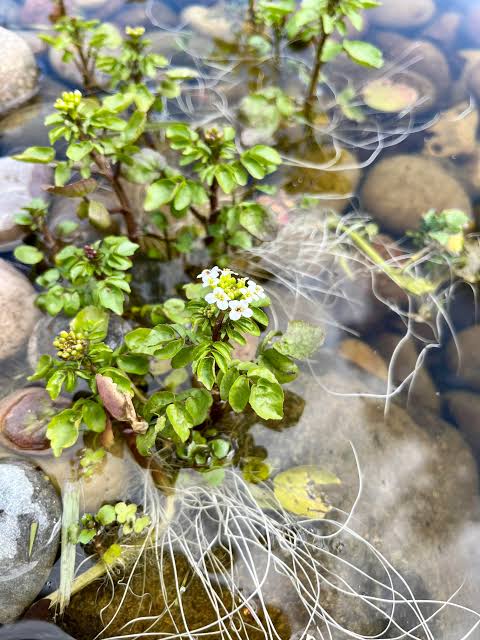 Nasturtium officinale - Watercress