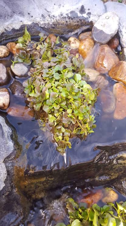 Nasturtium officinale - Watercress