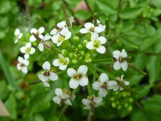 Nasturtium officinale - ‘White Variegated’ Watercress